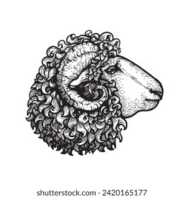 Hand drawn ram sheep portrait. Sketch style farm domestic animal. Best for logo designs. Vector illustrations isolated on white.