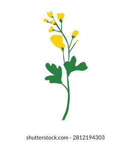 Hand drawn rapeseed flower isolated on white background. Blooming canola plant. Yellow mustard flowers on stem with green leaves. Oilseed rape. Perfect for posters, cards, web design, etc.