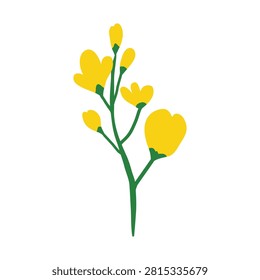Hand drawn rapeseed flower isolated on white background. Blooming canola plant. Yellow colza flowers on stem. Oilseed rape. Suitable for banners, cards, prints, etc.