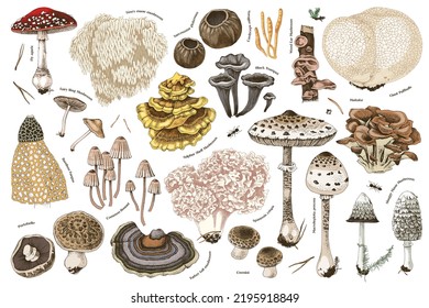 Hand drawn rare mushrooms collection