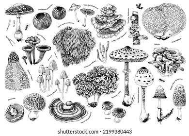 Hand drawn rare mushrooms collection  Monochrome