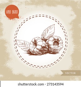 Hand drawn raspberries isolated on vintage background.Retro sketch style vector eco food illustration