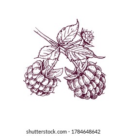 Hand drawn raspberries on a branch. Vector illustration in retro style isolated on white background.