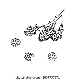 Hand drawn raspberries on a branch. Vector illustration in retro style isolated on white background. Shop sketch, banner, menu, and logo. Black and white outline.