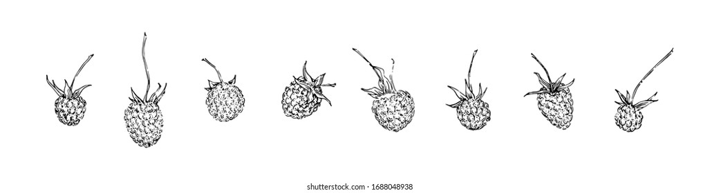 Hand drawn raspberries set. Sketch style vector illustration. Black isolated botanical vector illustration on white background.