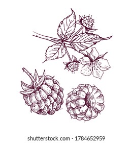 Hand drawn raspberry berries and branch with leaves and flower. Vector illustration in retro style isolated on white background.