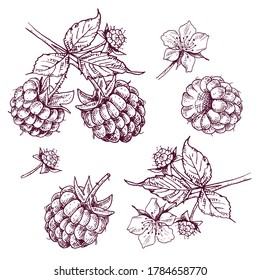 Hand drawn raspberry berries and branch with leaves and flower. Vector illustration in retro style isolated on white background.