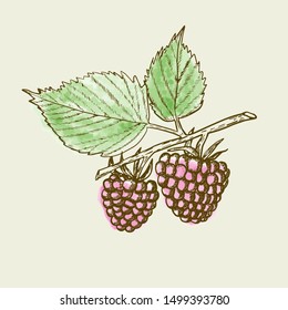 Hand drawn raspberry branch with berries and leaves on beige background. Retro style engraving sketch. Vector illustration for eco food design