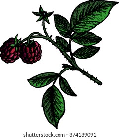 hand drawn raspberry branch with berry,flower and leaves, vintage vector illustration