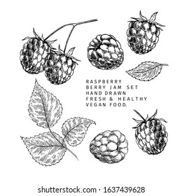Hand drawn raspberry branch, leaf and berry. Engraved vector illustration. Bramble agriculture plant. Summer harvest, jam or mamalade vegan ingredient. Menu, package, cosmetic and food design