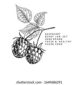 Hand drawn raspberry branch, leaf and berry. Engraved vector illustration. Bramble agriculture plant. Summer harvest, jam or mamalade vegan ingredient. Menu, package, cosmetic and food design