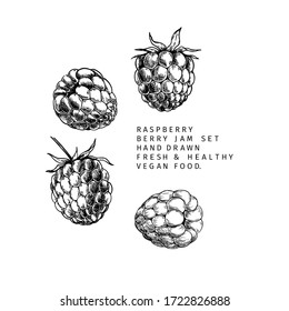 Rama de frambuesa dibujada a mano, hoja y baya. Ilustración vectorial grabada. Planta agrícola de bramble. Cosecha veraniega, mermelada o ingrediente vegano de mermelada. Menú, paquete, diseño cosmético y alimentario
