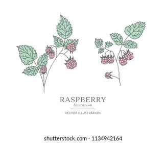 Hand drawn raspberry branches isolated on white background. Collection of botany vector illustrations. EPS 10