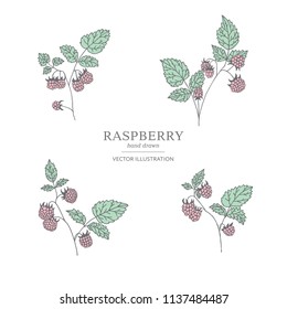Hand drawn raspberry branches isolated on white background. Collection of botany vector illustrations. EPS 10