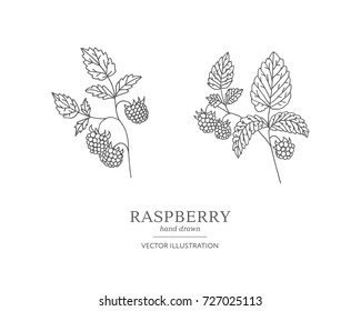 Hand drawn raspberry branches isolated on white background. Collection of botany vector illustrations. EPS 10