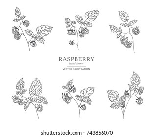 Hand drawn raspberry branches isolated on white background. Collection of botany vector illustrations. EPS 10