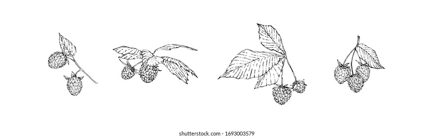Hand drawn raspberry branches set with berries and leaves. Sketch style vector illustration. Black isolated botanical vector illustration on white background.