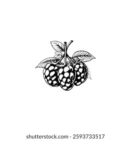 Hand drawn raspberry fruits. Engraving style black and white on white backgrounds. Vector