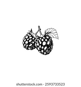 Hand drawn raspberry fruits. Engraving style black and white on white backgrounds. Vector