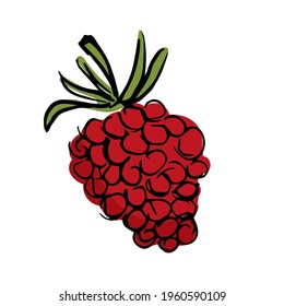 Ilustración de frambuesa dibujada a mano aislada en fondo blanco.