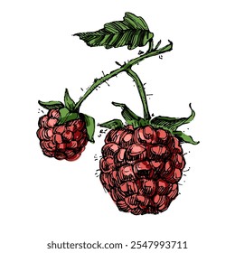 Hand drawn raspberry on white background