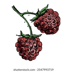Hand drawn raspberry on white background