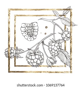 Hand drawn raspberry set isolated on white background. Retro sketch style vector illustration. Gold frame.
