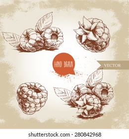 Hand Drawn Raspberry Set Isolated On Vintage Background. Retro Sketch Style Vector Eco Food Illustration