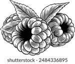 Hand drawn Raspberry Sketch Illustration