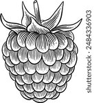 Hand drawn Raspberry Sketch Illustration