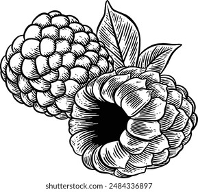 Hand drawn Raspberry Sketch Illustration