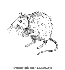 Hand drawn rat isolated on white background. Sketch, vector illustration.