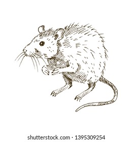 Hand drawn rat isolated on white background. Sketch, vector illustration.