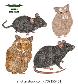 Hand drawn rat, mouse and hamsters. Colored sketch animal on white background. Vector illustration vintage