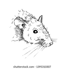 Hand drawn rat portrait isolated on white background. Sketch, vector illustration.