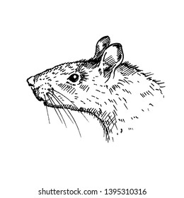 Hand drawn rat portrait isolated on white background. Sketch, vector illustration.