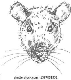 Hand drawn rat portrait isolated on white background. Sketch, vector illustration.