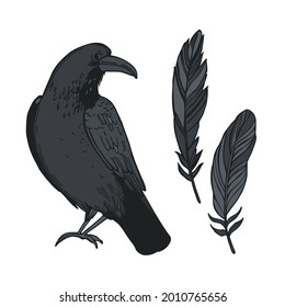 Hand drawn raven and feathers.  Vector sketch illustration.