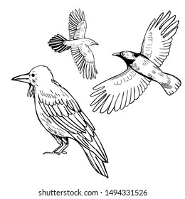 Hand drawn raven on white background. Vector sketch illustration.