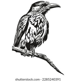 Hand drawn Raven on a white background, corbie
