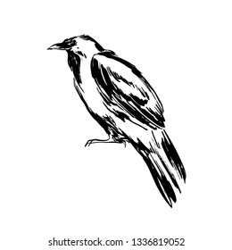 Hand drawn raven sketch illustration. Vector black ink drawing isolated on white background. Grunge style.