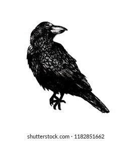 Hand drawn raven vector, isolated raven vector, Illustration of the black bird