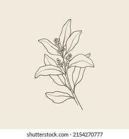 Hand drawn ravensara branch illustration