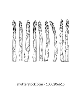 Hand drawn raw asparagus. Vector illustration isolated on white background.