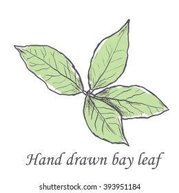 Hand drawn raw bay leafs sketch.  Vector illustration