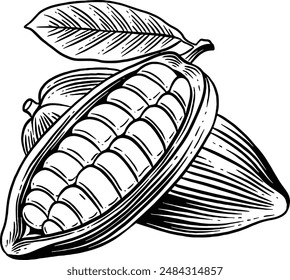 Hand drawn Raw Cacao Beans Sketch Illustration