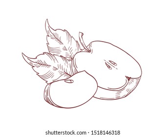 Hand drawn realistic apple slices with leaves isolated on white background. Monochrome drawing healthy fruit. Delicious vegetarian eating. Organic natural plant. Vintage line vector illustration.