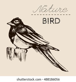Hand drawn realistic bird on the stump. Vector illustration template. 