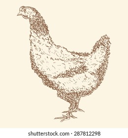 hand drawn realistic chicken, vector illustration