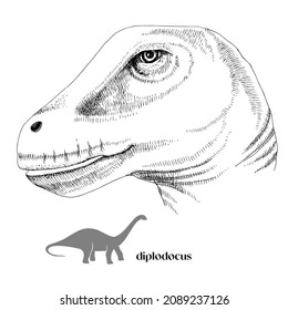 Hand drawn realistic dinosaurus Diplodocus